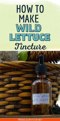 Wild Lettuce Salve, Prickly Lettuce Tincture, Wild Lettuce Benefits, Wild Lettuce For Pain How To Use, Wild Lettuce Tincture Recipe, Mullein Tincture Recipe, Tincture Recipes, Natural Medicine Recipes