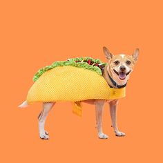 a dog wearing a taco costume on an orange background