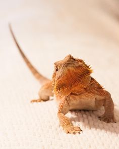 a small lizard sitting on top of a bed