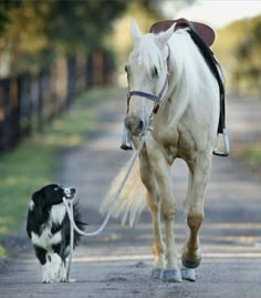 a white horse pulling a black and white dog on a leash