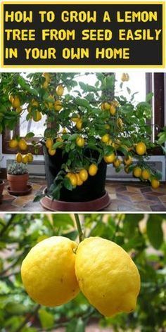 lemons growing on trees and in pots with the words how to grow a lemon tree from seed easily in your own home