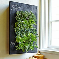 a wall mounted herb plant on the side of a window sill next to two canisters