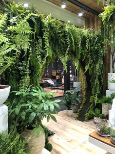 a room filled with lots of green plants and potted plants on top of wooden floors