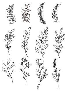 the different types of plants that are drawn in black ink on a white paper background