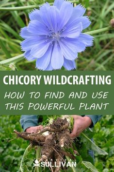 a blue flower with the words chicory wildcrafting how to find and use this powerful plant