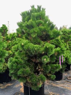 several potted pine trees with purple ribbons tied to them