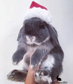 a person holding a stuffed rabbit wearing a santa hat