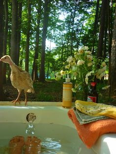 a bird is standing on the edge of a bathtub with flowers in the background