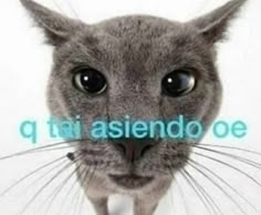 a grey cat with the words q mai asiendo oe in front of it