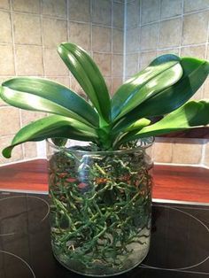 a potted plant sitting on top of a stove