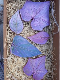 four purple leaves in a box with straw