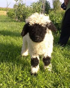 a small black and white sheep standing on top of a lush green field next to a person