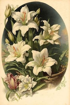 a painting of white lilies in a basket