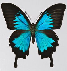 a blue butterfly with black wings on a white background