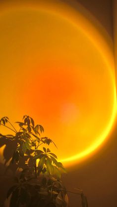 a potted plant sitting in front of a yellow circular object on the wall behind it