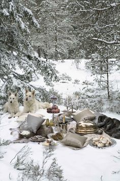 three white dogs are sitting in the snow near food and drinks on a picnic table