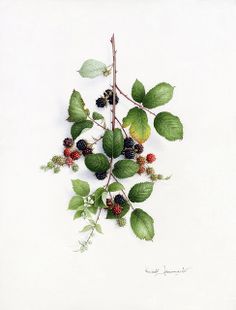 an image of some leaves and berries on a white background with the words ananarles botanius