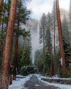 the path to yose falls is surrounded by snow and tall pine trees in winter