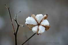 a cotton plant with brown and white flowers