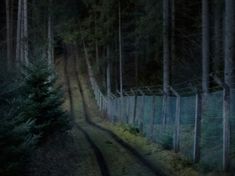 a dark forest filled with trees next to a fence and tall grass covered hillside under a full moon