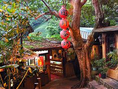 a tree with red lanterns hanging from it's branches in front of a building