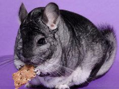 a small gray hamster eating a piece of food on a purple surface with its front paws in it's mouth