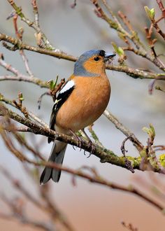 a small bird sitting on top of a tree branch