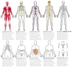 an image of the human body and its major organs in spanish language with caption