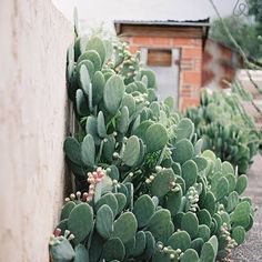 green plants are growing on the side of a building in front of a brick wall