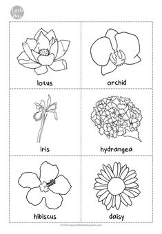 four different flowers and their names are shown in this printable worksheet for kids