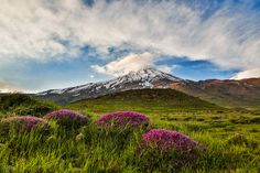 the mountain is covered in snow and has purple wildflowers growing out of it