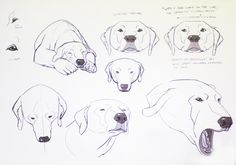 sketches of dogs with their mouths open