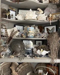 a shelf filled with lots of different types of seashells