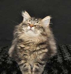 a long haired cat sitting on top of a black blanket with its eyes closed and it's head tilted to the side