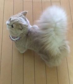 This Cat Has A Majestic Woolly Squirrel-Like Tail Nurse Cat, Japanese Cat, Cat S