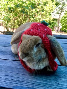 a brown rabbit wearing a red knitted hat on top of a wooden table next to trees