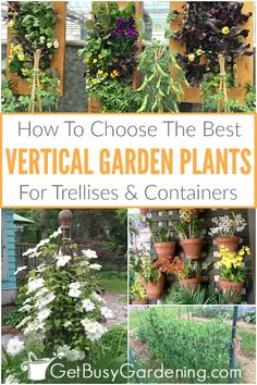 several different types of vertical garden plants with text overlay that reads how to choose the best vertical garden plants for trelliss and containers