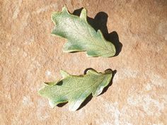 Leather Oak Leaf Hair Barrettes in Green Leaf Hair Clip, Summer Leaves, French Clip, Festival 2023, Oak Leaf, Hair Barrettes, The Glory, Vegetable Tanned Leather, Gourds