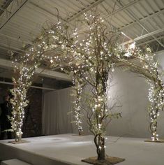 an arrangement of branches with lights on them