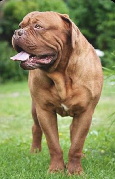 a large brown dog standing on top of a lush green field