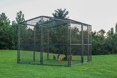 two chickens in a cage on the grass