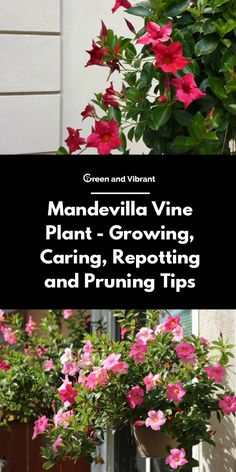 several potted plants with pink flowers in them and the words mandevilla vine plant growing caring and pruning tips