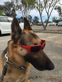 a dog wearing red sunglasses sitting on the side of a road next to a parking lot