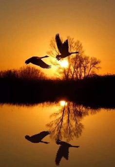 two birds flying over water at sunset with the sun in the sky and trees reflected in the water