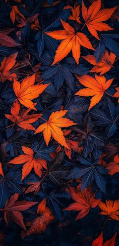 orange and blue leaves on the ground with dark foliage in the foreground, as if it were autumn or fall