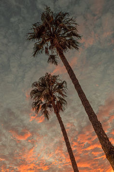 two palm trees are silhouetted against an orange and blue sky with clouds in the background