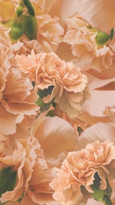 a bunch of pink flowers with green leaves