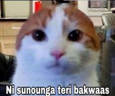 an orange and white cat is staring at the camera with caption in spanish that reads, ni sunounga teri bakwaas