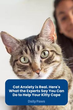 Cat anxiety develops for numerous reasons, including sudden changes, illness, and trauma. Here's what the experts say about the condition and how you can help. Exposure Therapy, Behavior Modification, Coping Strategies, Cat Health, Mental And Emotional Health, Medical Conditions