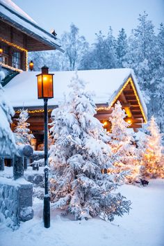 snow covered trees and lights in front of a house